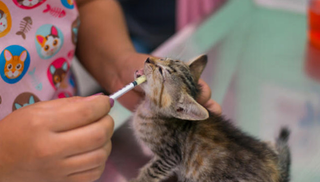 Лечение кошки с аскаридозом