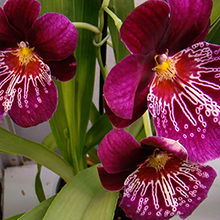 Орхидея Мильтония — важные советы по уходу в домашних условиях
